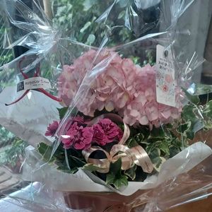 母の日プレゼント,GS皆様ありがとう,おうち園芸,紫陽花、カーネーション、斑入りアイビー,紫陽花あっちゃんの画像