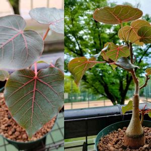 多肉植物,観葉植物,塊根植物,サボテン科,コーデックスの画像