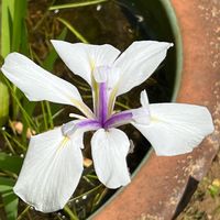 カキツバタ,可愛い,水辺の植物,今日のお花,ビューティフル❤の画像