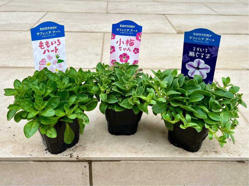 【花苗】サフィニアアート るりいろ風ぐるま タグ付き ポットごと発送 花苗】サフィニアアート るりいろ風ぐるま タグ付き ポットごと発送