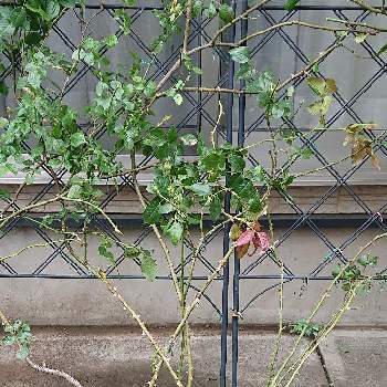 Key-chan^^ The Wedgwood Rose,陽射し,誘引,ピンクの薔薇,グリーンカーテンの画像