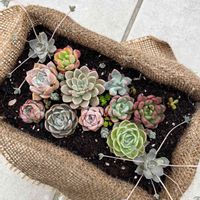 子持ち蓮華の画像