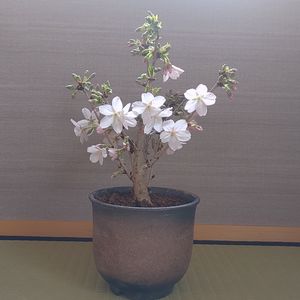 サクラ,桃色組♪,御殿場桜♪,部屋の画像