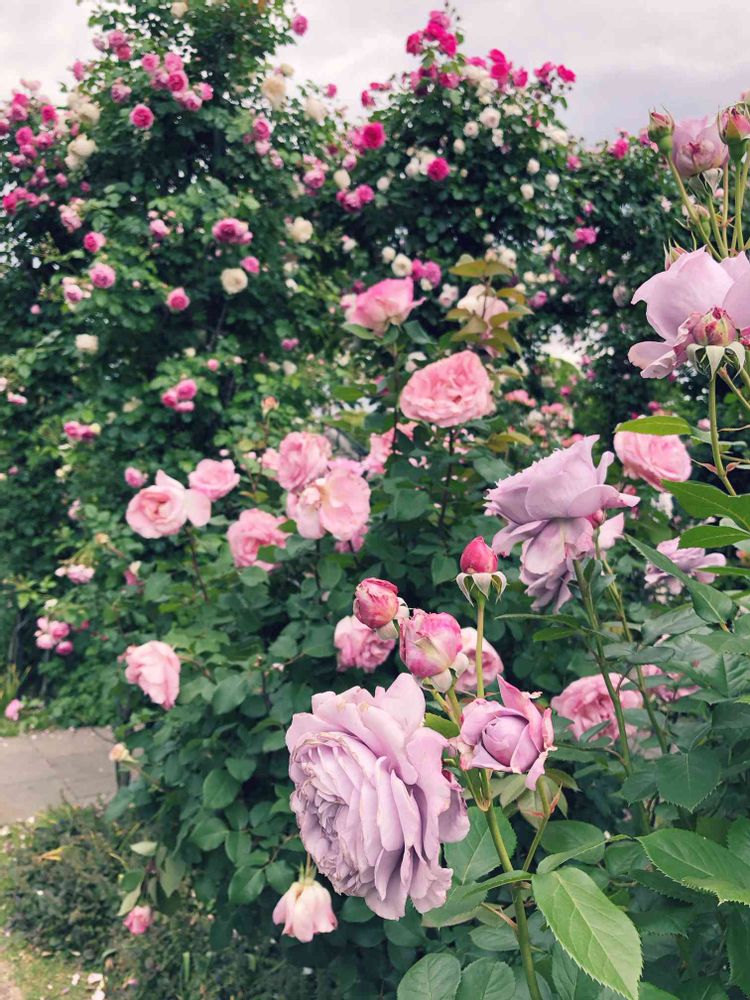 まみこさんの港の見える丘公園への投稿