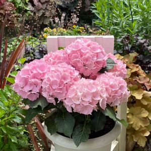 紫陽花 アジサイ あじさい,母の日プレゼント,ありがとう♡,ハイドランジア♡,登坂園芸の画像