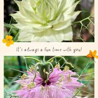 ニゲラ,かわいい,花のある暮らし,小さな幸せ♡,花いろいろの画像