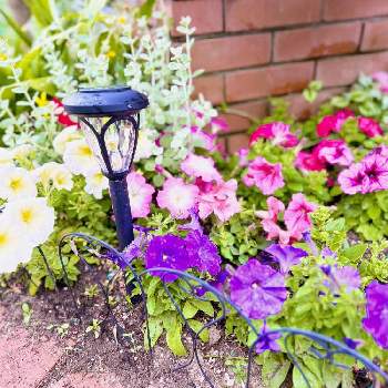 ペチュニア,ピンクの花,ナス科,青い花,夏の花の画像