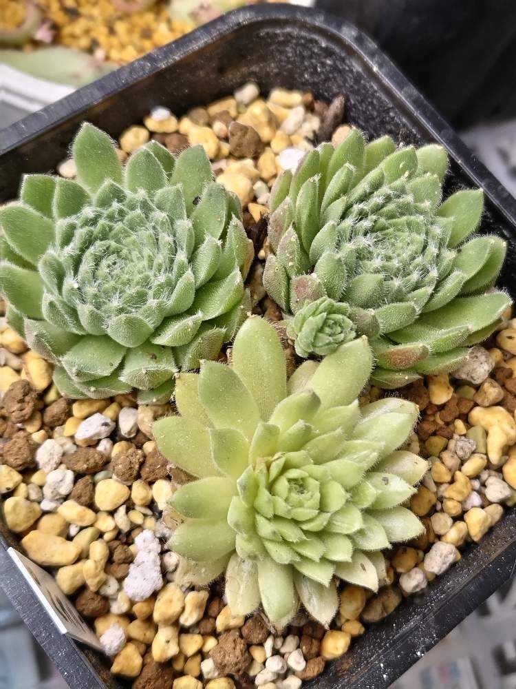 センペルNo.29 ペキニーズ｜🍀GreenSnap（グリーンスナップ）