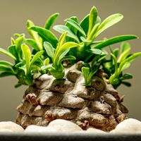 ユーフォルビア・峨眉山,多肉植物, 峨眉山,塊根植物,珍奇植物の画像