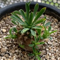 ユーフォルビア・峨眉山,多肉植物,バルコニー/ベランダの画像