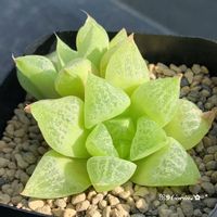 ハオルチア レツーサ,ハオルチア 萌,多肉植物,生長記録,ハオルチア属の画像