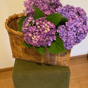 アジサイ,紫陽花 アジサイ あじさい,母の日プレゼント,熊本,低木の画像
