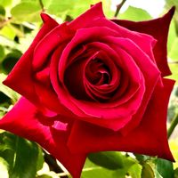 アンクルウォルター,咲いてくれてありがとう❤,薔薇大好き,❤️薔薇に癒されて,半剣弁高芯咲きの画像