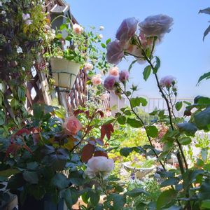 バラ,みさき,ビエドゥー,バラ　トロイメライ,鉢植えの画像