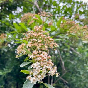 ピラカンサ,常緑低木,白い花,植栽,バラ科の画像