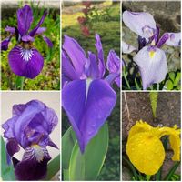 アヤメ,カキツバタ,ジャーマンアイリス,ハナショウブ,キショウブ（黄菖蒲）の画像