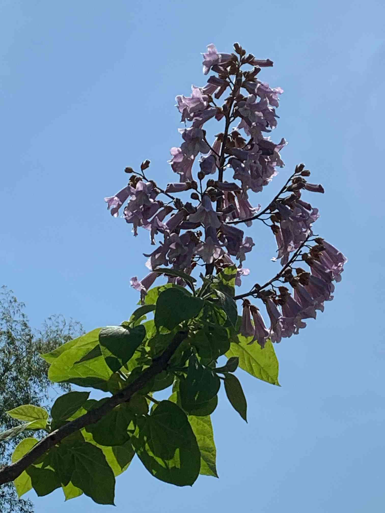 癒しの地白山市方面のお花達2023.5｜🍀GreenSnap（グリーン