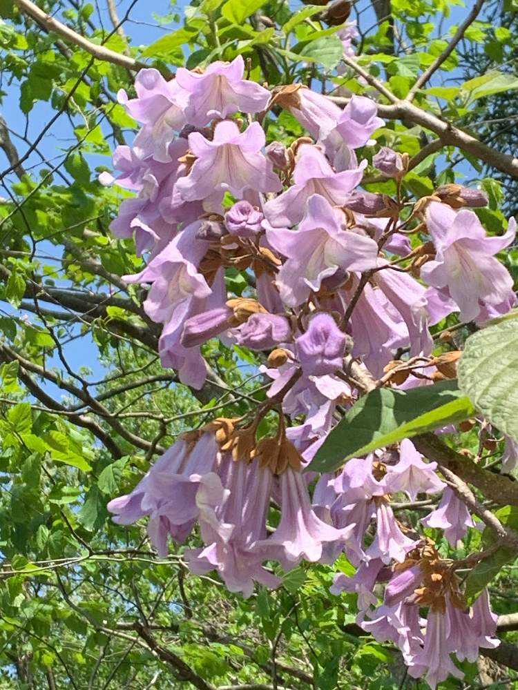癒しの地白山市方面のお花達2023.5｜🍀GreenSnap（グリーン