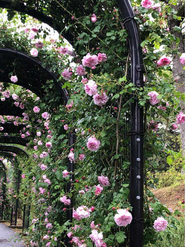 世界的な薔薇育種家 木村卓功さんと巡る春バラツアーに参加しました