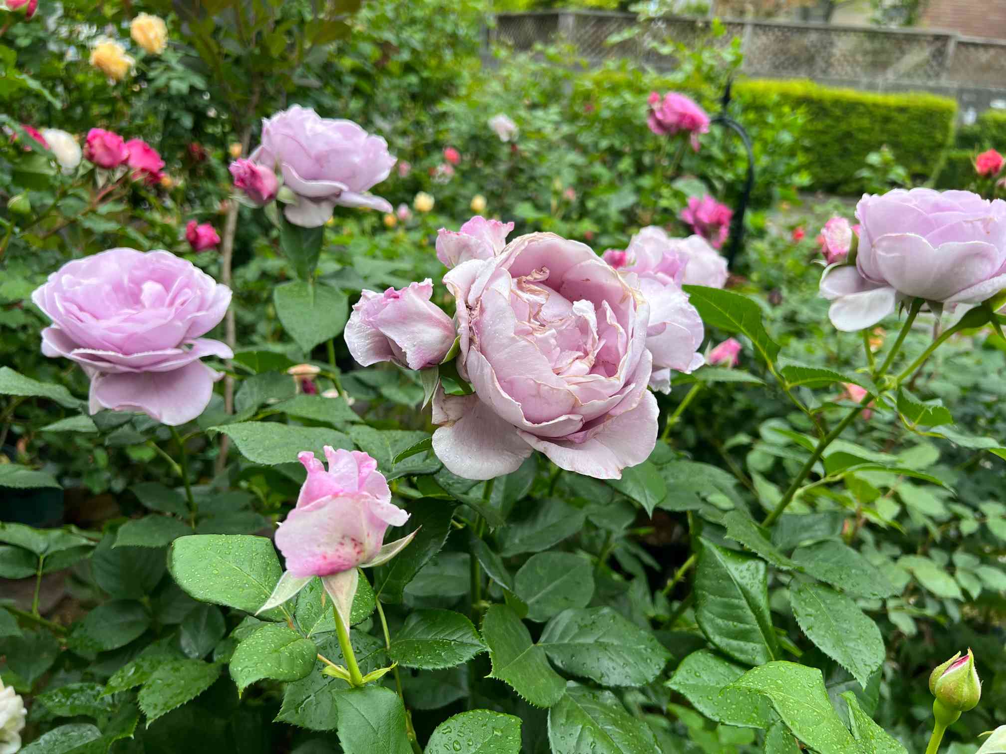 バラ苗切りバラ苗和バラ.ch♡rlotte perrir♡nd ROSE CHARLOTTE