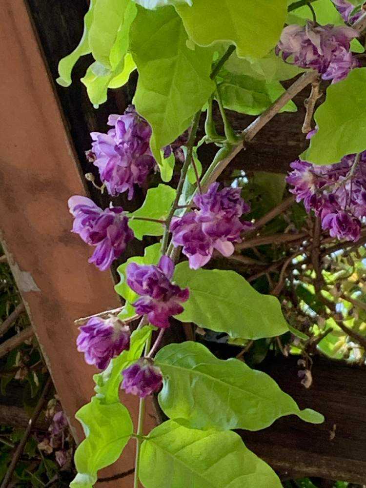 癒しの地白山市方面のお花達2023.5｜🍀GreenSnap（グリーンスナップ）