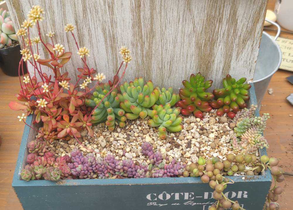 屋根付き木箱の多肉植物 寄せ植え｜🍀GreenSnap（グリーンスナップ）