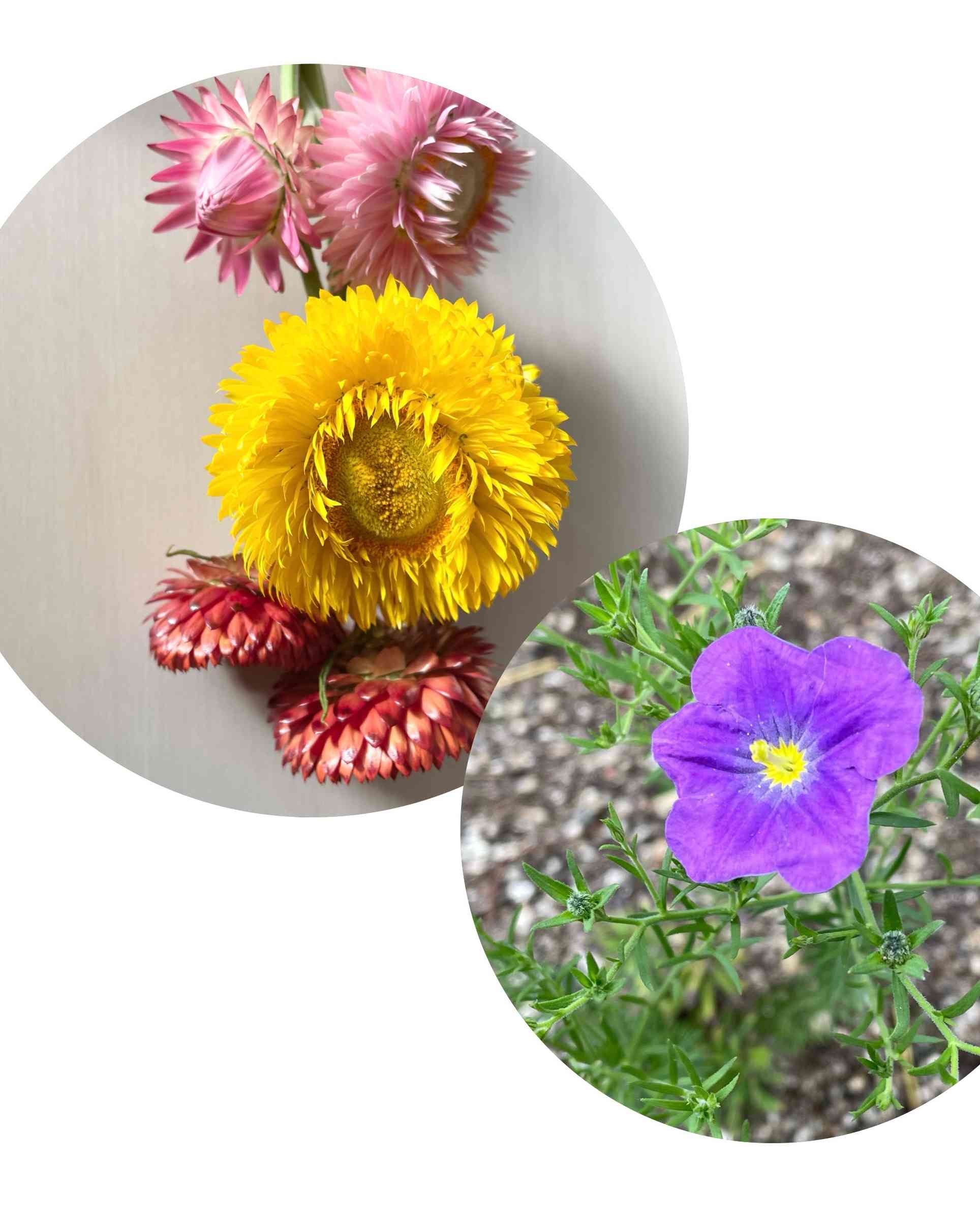 貝細工　ヘリクリサム　40個　No.98 帝王貝細工 4苗 4 株 ヘリクリサム 抜き苗｜Yahoo!フリマ（旧