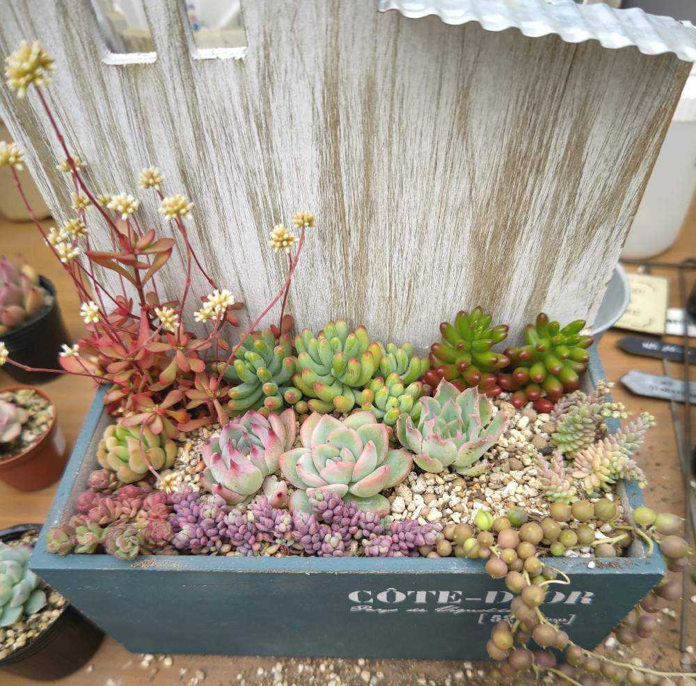 屋根付き木箱の多肉植物 寄せ植え｜🍀GreenSnap（グリーンスナップ）