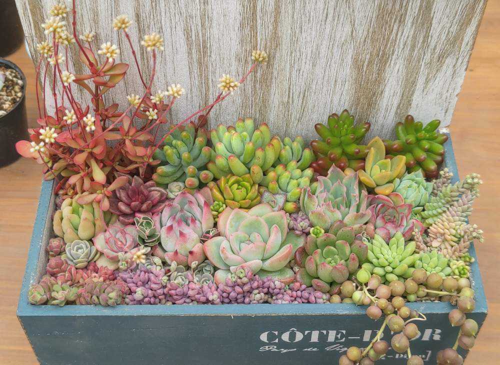 多肉植物 ♡そのまま飾れる寄せ植え♡木箱寄せ植え♬.*゜ ☆多肉植物 寄せ植え〜flower 木箱寄せ〜☆ - メルカリ