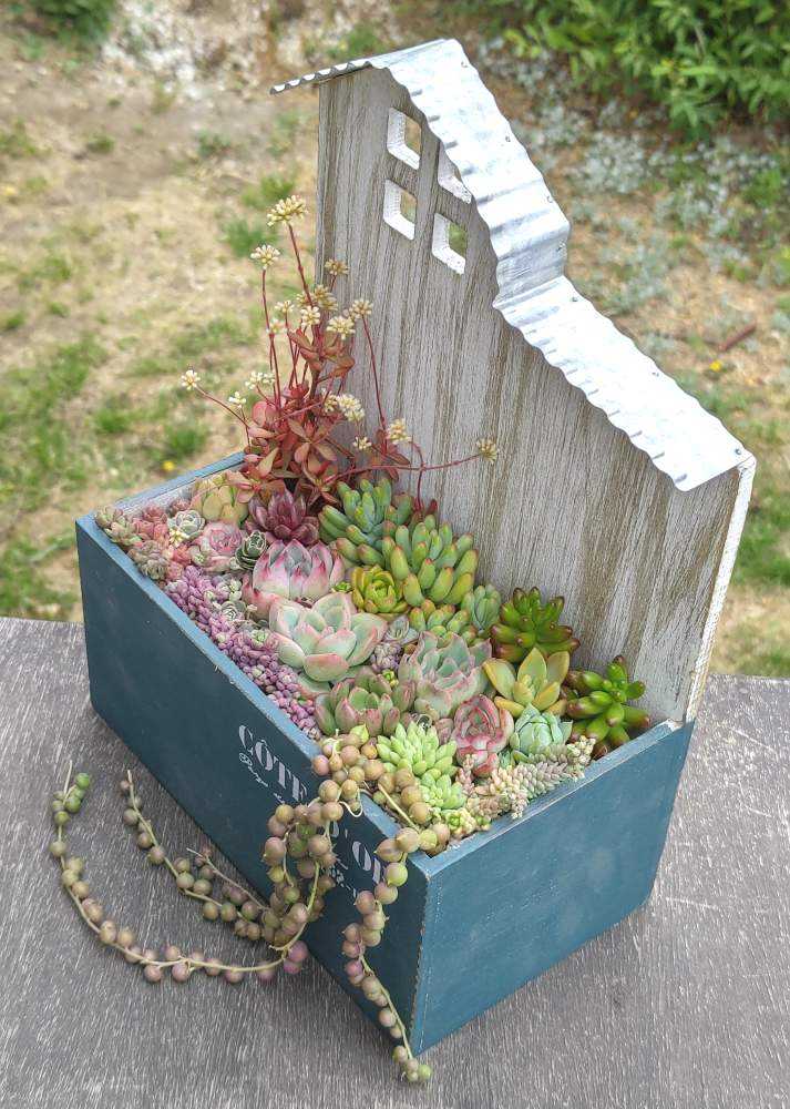 屋根付き木箱の多肉植物 寄せ植え｜🍀GreenSnap（グリーンスナップ）