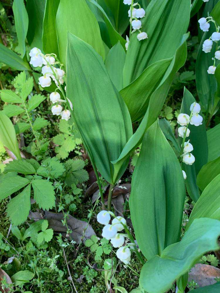 参考品　　自宅庭に咲いた花達！ 参考品 自宅庭に咲いた花達！ 参考品 自宅庭に咲いた