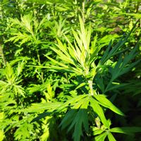 ヨモギ,散歩,過去の写真,今日のお花の画像