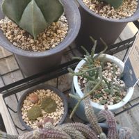 リトープス,リプサリス,白檀,五角ランポー,四角ランポーの画像