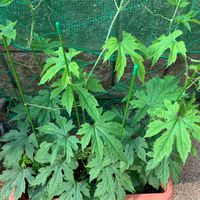 ゴーヤ,プランター菜園,ゴーヤ栽培,プランター野菜,プチ家庭菜園の画像