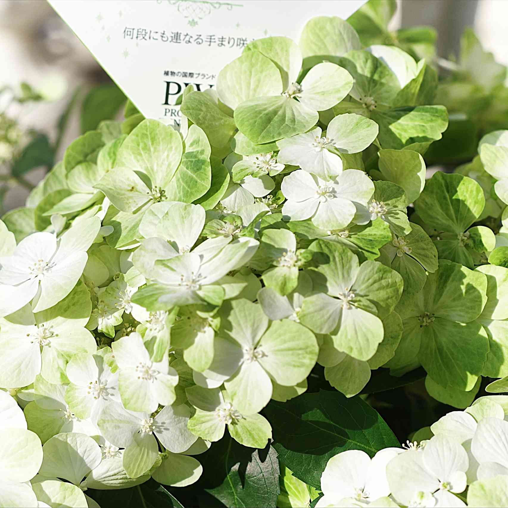 PWラグランジア シャンデリーニを育ててみる｜🍀GreenSnap（グリーン