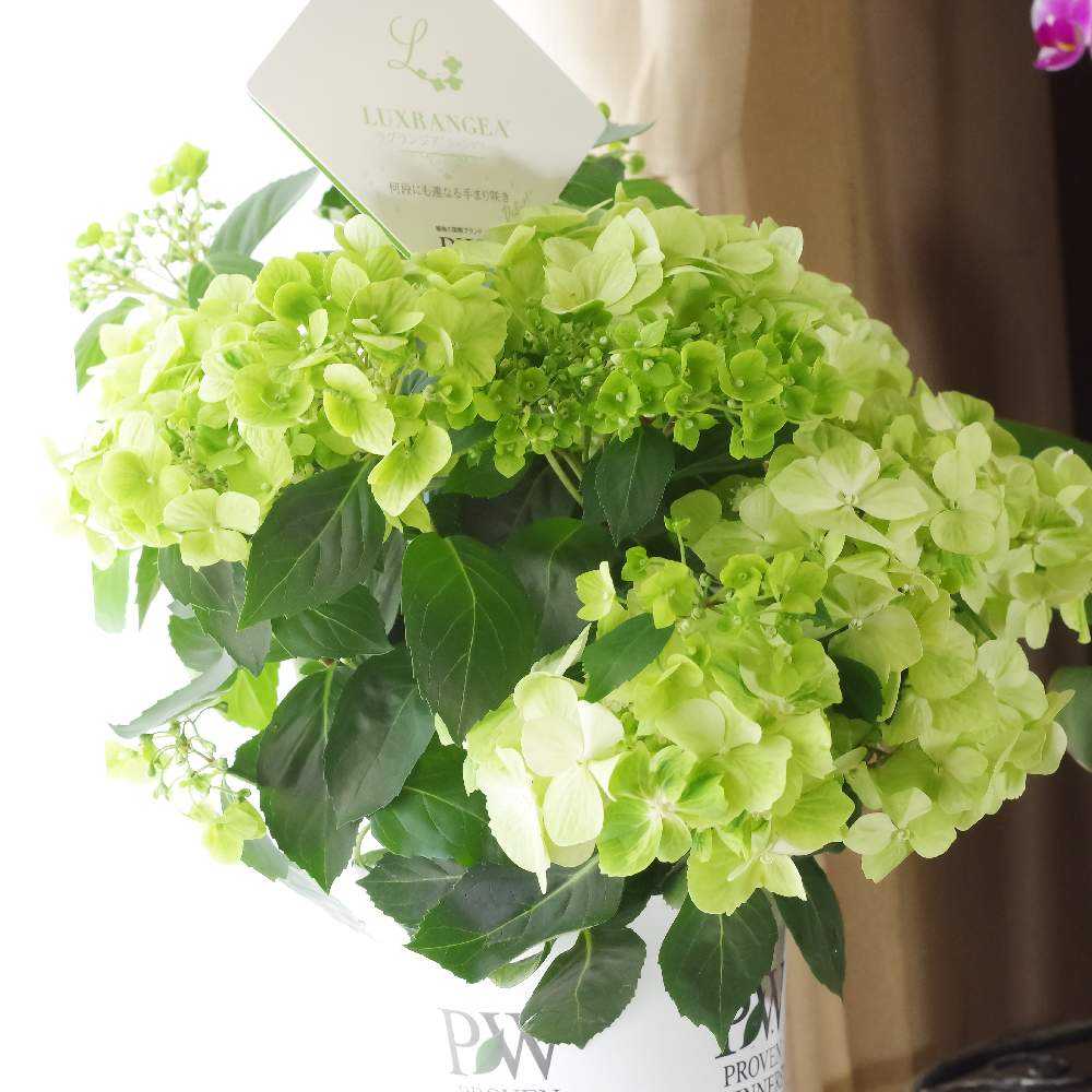 【花苗】ラグランジア　シャンデリーニ　タグ付き　正規品　お花開花中 花苗】ラグランジア シャンデリーニ タグ付き 正規品 お花開花中