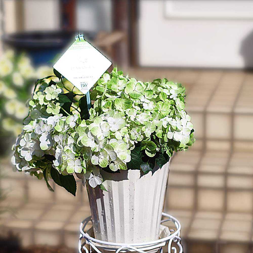 PWラグランジア シャンデリーニを育ててみる｜🍀GreenSnap