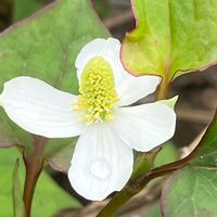 ドクダミ,ハーブ,山野草,ドクダミ科,里山の画像