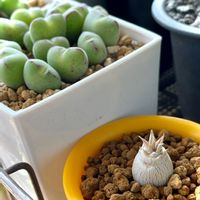 コノフィツム,ルイザエ,パキポディウム ブレビカウレ,Pachypodium brevicaule,恵比寿笑 ブレビカウレの画像