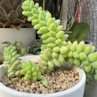 ビアホップ の画像