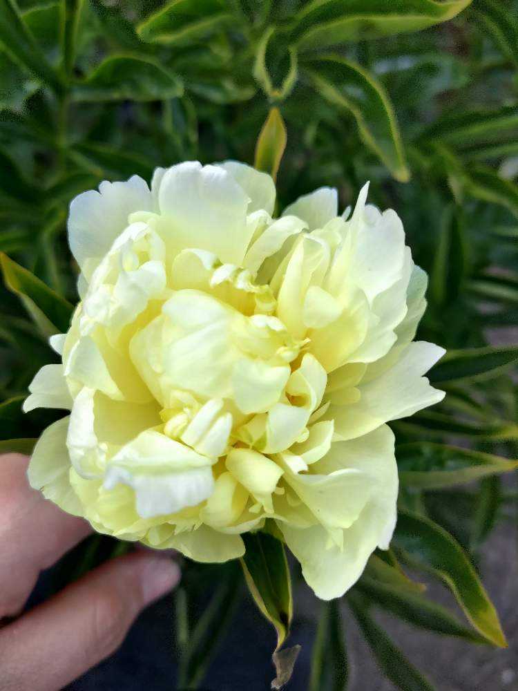 令和5年 芍薬2023 お庭からご紹介｜🍀GreenSnap（グリーンスナップ）