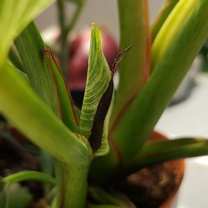 フィロデンドロン,観葉植物,100均,ダイソー,ダイソー産の画像