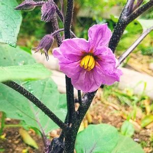 ナス,野菜の花,家庭菜園初心者,家庭菜園,畑の画像