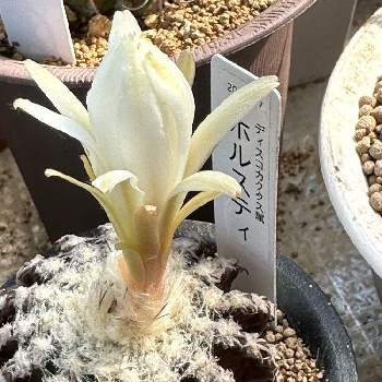 ホルステイ,お部屋に,多肉植物,スマホ撮影,家庭の画像