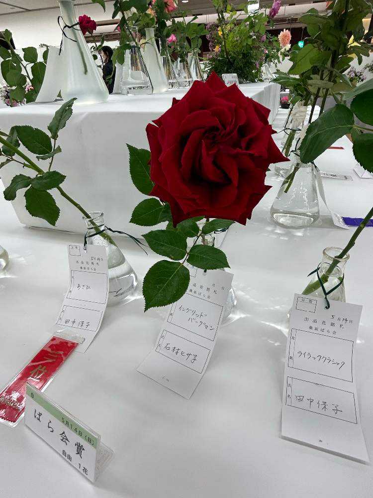 横浜高島屋で開催された横浜バラ展に行ってきました。｜🍀GreenSnap