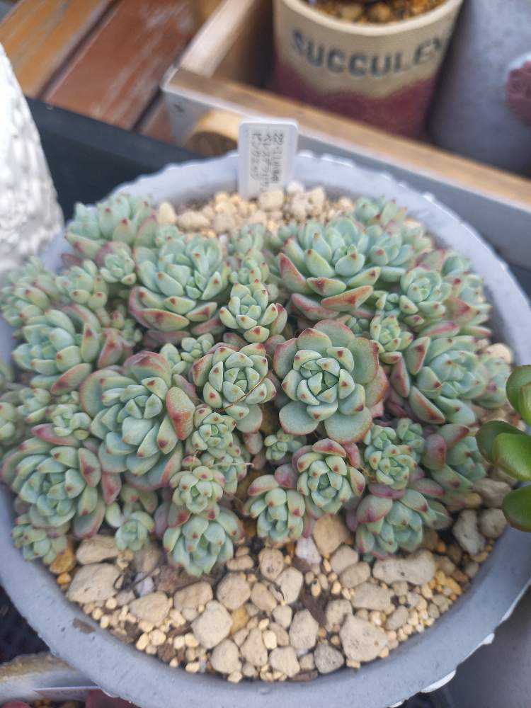 676🌹ペレスデラロサエピンクエッジ｜🍀GreenSnap（グリーンスナップ）