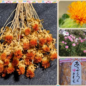 紅花,紅花のドライフラワー,ドライフラワー,感謝,頑張っての画像