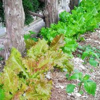 青じそ,リーフレタス,レタス,サニーレタス,畑の画像