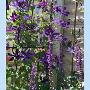 クレマチス　アフロディーテ・エレガフミナ,サルビア ネモローサ,地植え,紫色のお花,冬越し組の画像