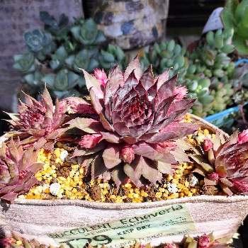 多肉植物寄せ植え,GSに感謝。,サビサビ雑貨,セリア,モルタル雑貨販売の画像